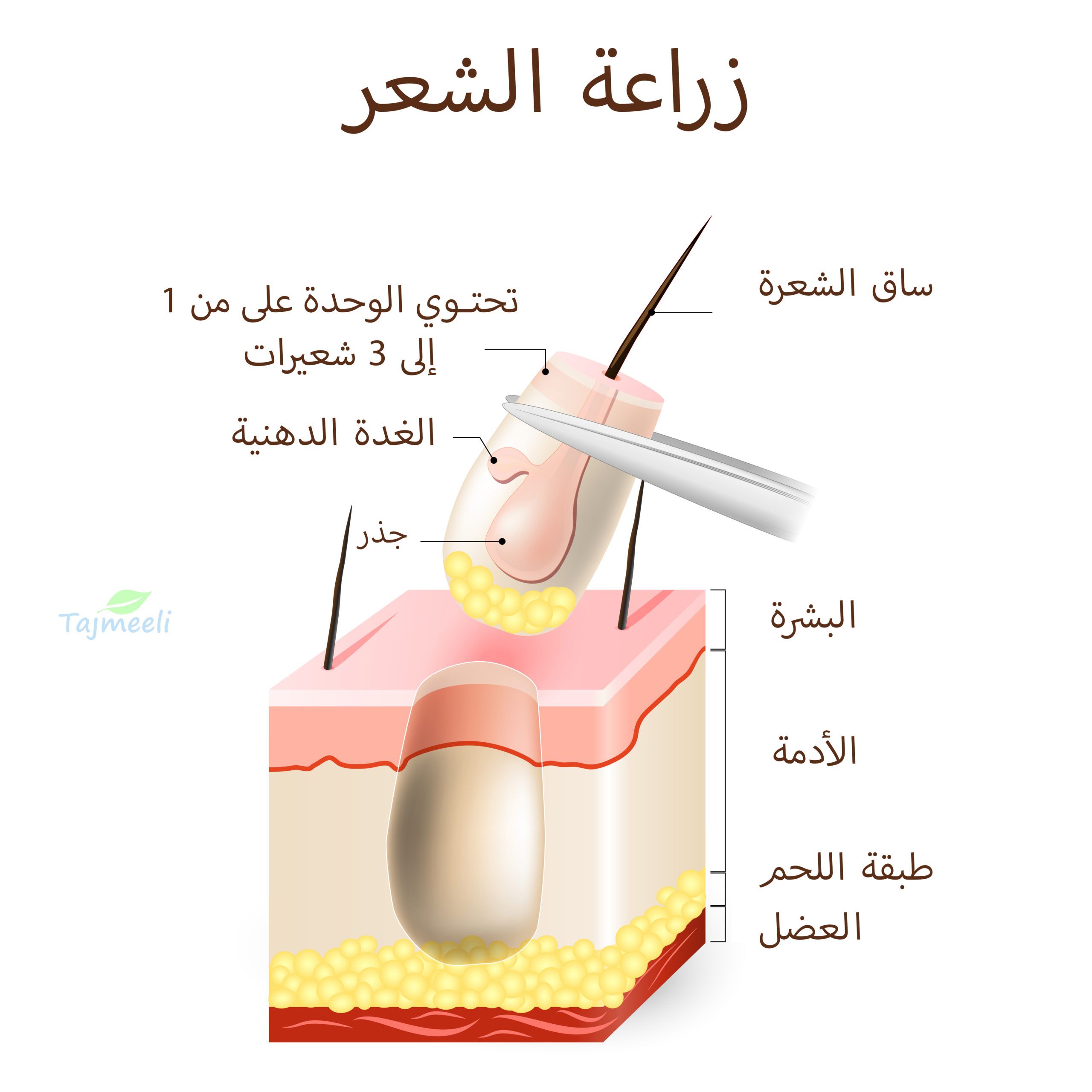 نبذة عن زراعة الشعر في طنطا