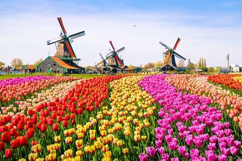 السياحة في هولندا بعد زراعة الشعر